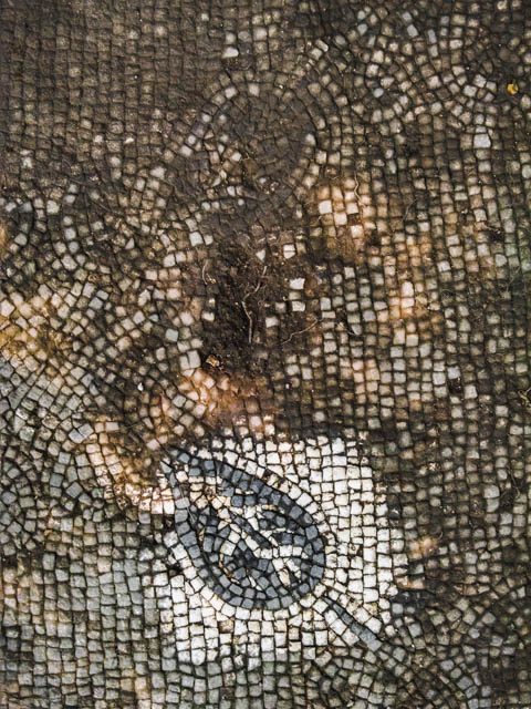 The decorative pattern of a black and white mosaic becomes clear only upon cleaning away the dirt that covered it for centuries. Although the many tesserae or small mosaic stones we find commonly scattered throughout various soil deposits attest to the fragility of this type of decorative floor surface, their durability can provide an immediate impact and direct connection with antiquity where they have survived in situ. By Joe Sheppard.